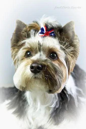 DARKA Salon strzyżenia zwierząt